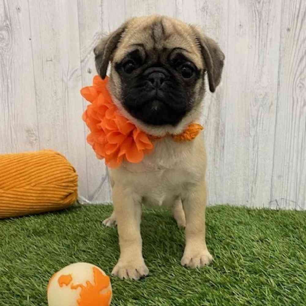 Female Pug Puppy for Sale in Braintree, MA