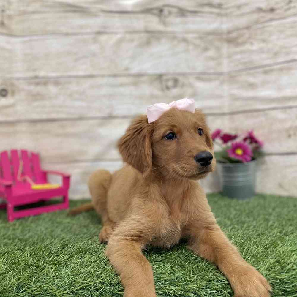 Female Golden Retriever Puppy for Sale in Braintree, MA