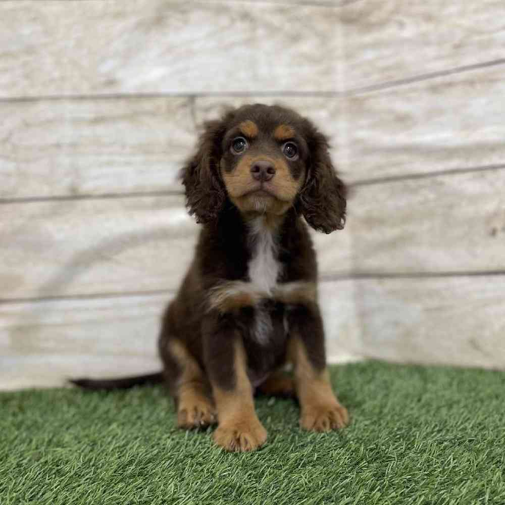 Male Cotralian (Mini Aussie/Cocker Spaniel) Puppy for Sale in Braintree, MA