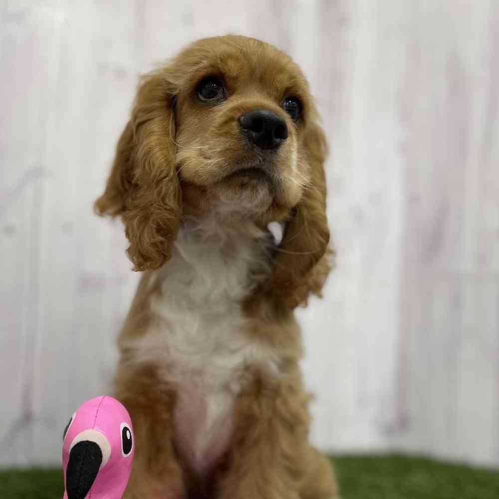 Male Cocker Spaniel Puppy for Sale in Braintree, MA