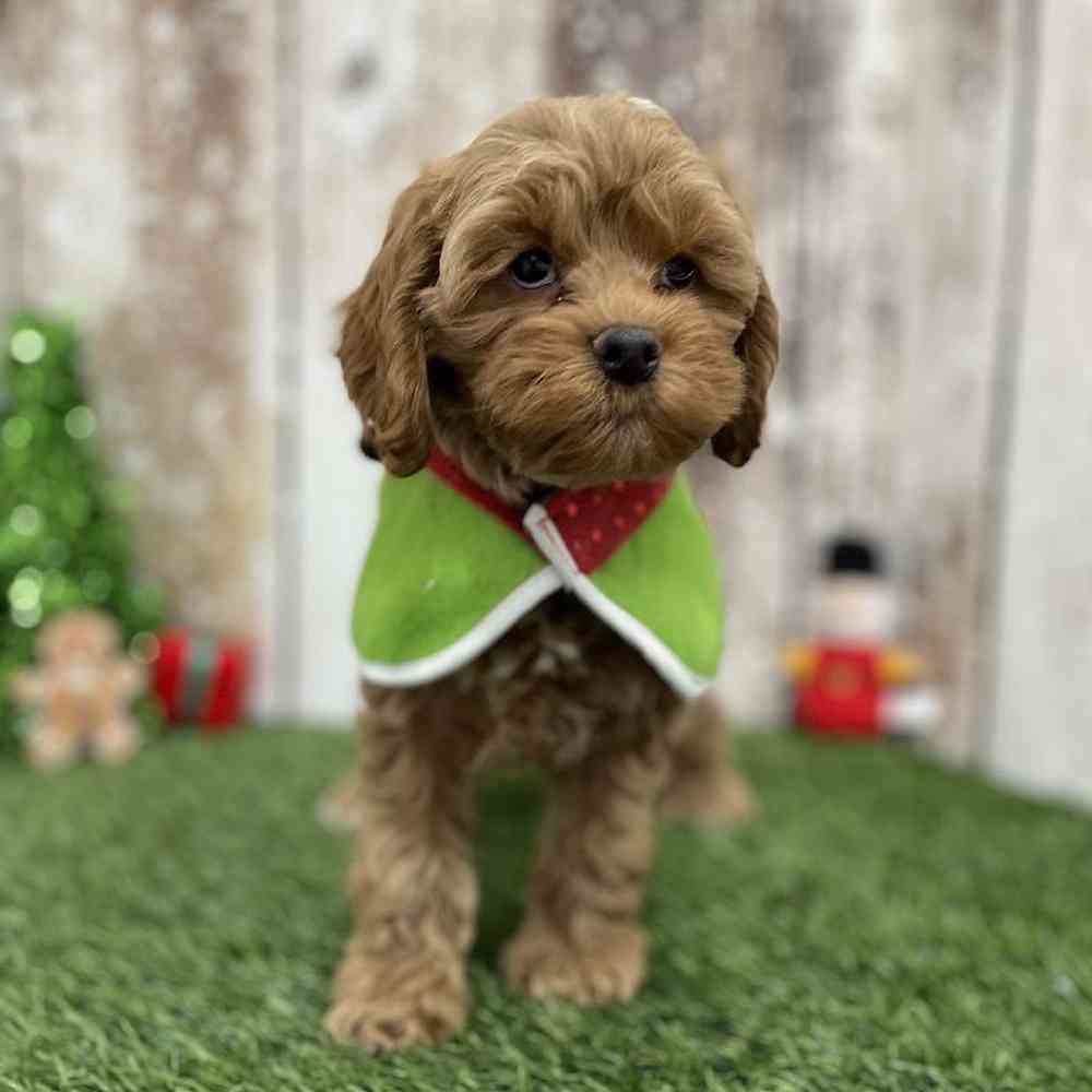Male Cockapoo Puppy for Sale in Braintree, MA
