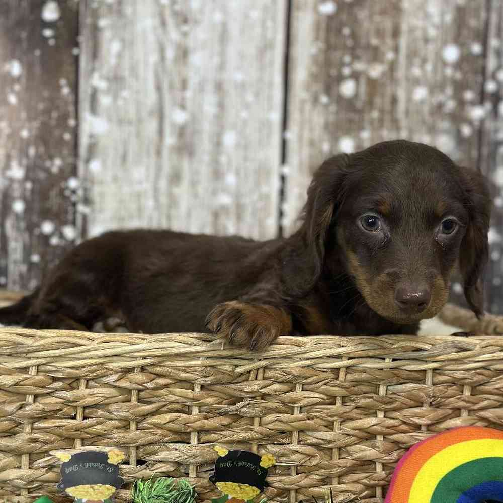 Male Dachshund Puppy for Sale in Saugus, MA
