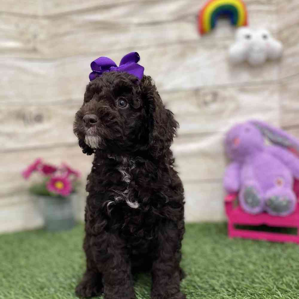 Female Mini Labradoodle 2nd Gen Puppy for Sale in Braintree, MA