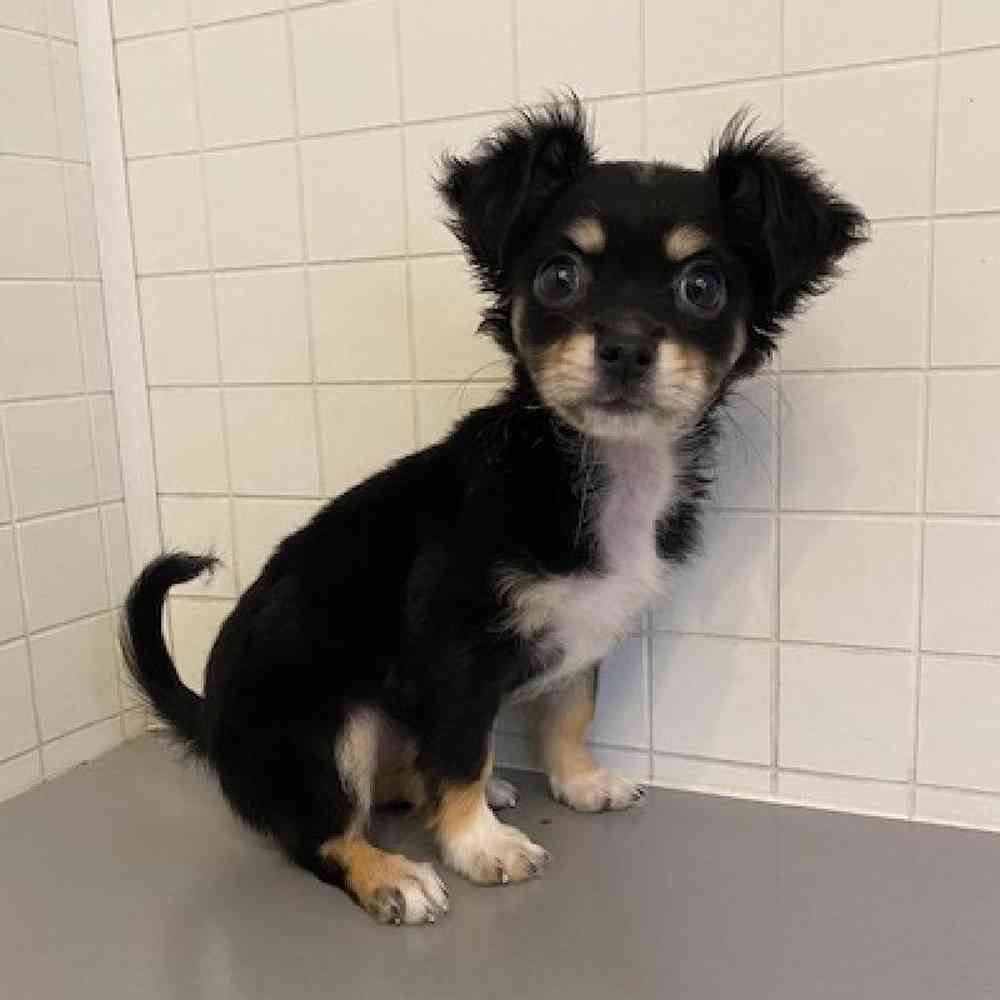 Female Chihuahua Puppy for sale