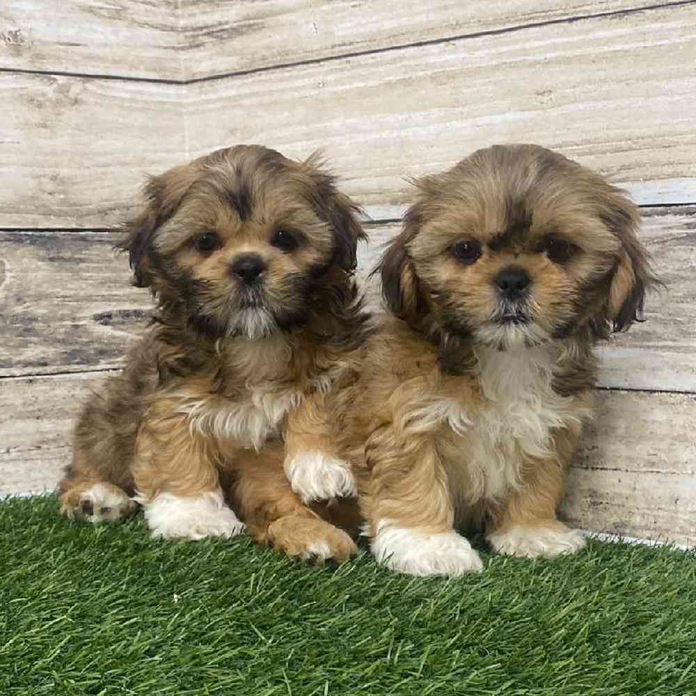 Female Shih-Apso Puppy for Sale in Saugus, MA