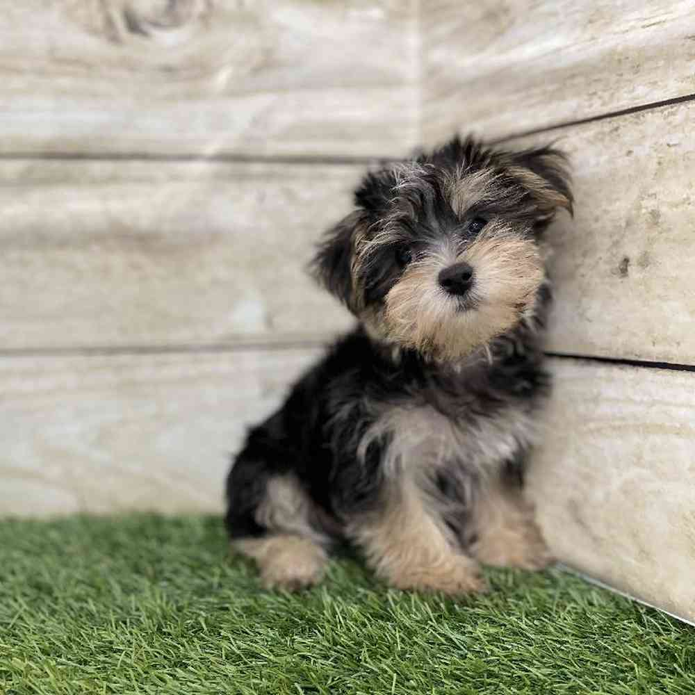 Male Morkie Puppy for Sale in Braintree, MA