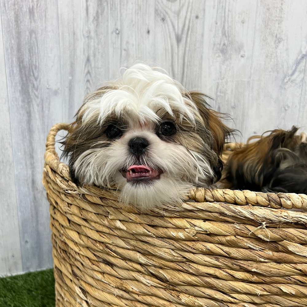 Male Shih Tzu Puppy for Sale in Braintree, MA