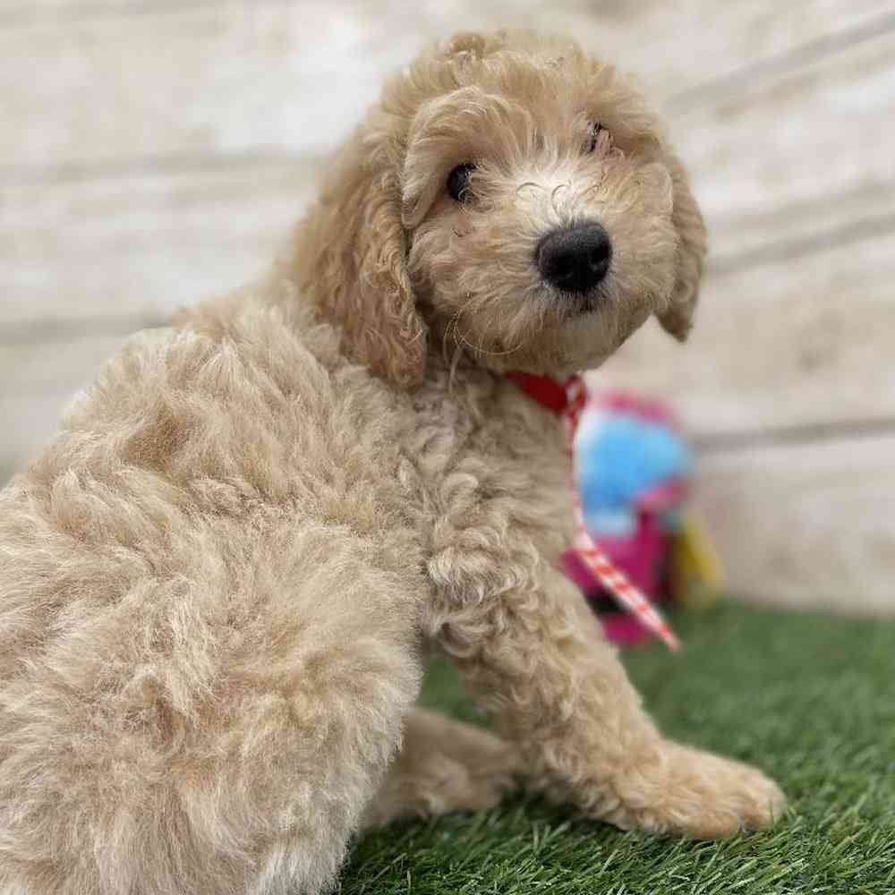 Male Mini Goldendoodle 2nd Gen Puppy for Sale in Braintree, MA