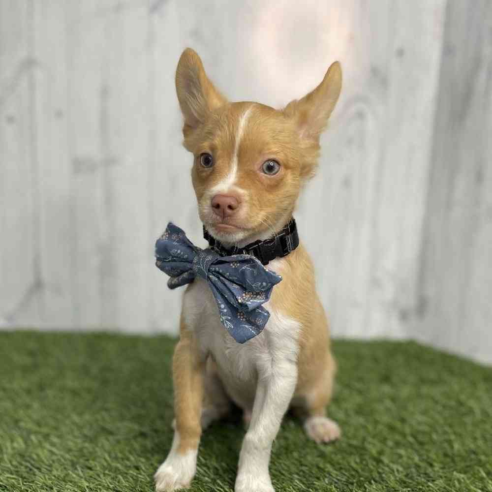 Male Chihuahua Puppy for sale