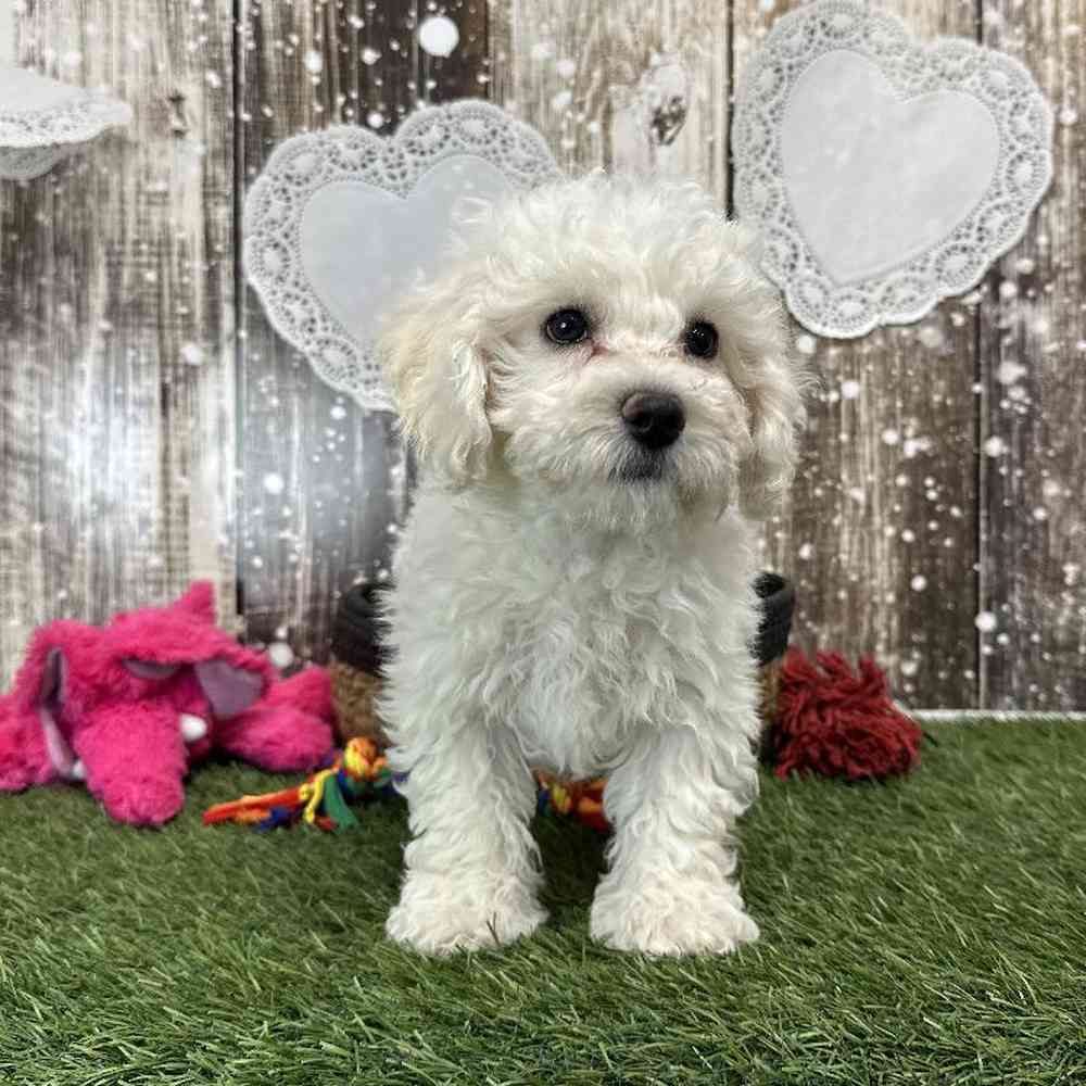 Female Bichon Frise Puppy for Sale in Saugus, MA