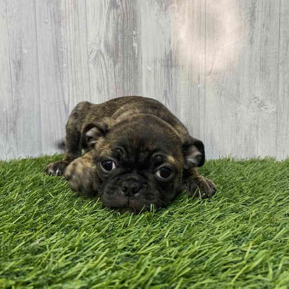Male Bugg Puppy for Sale in Saugus, MA