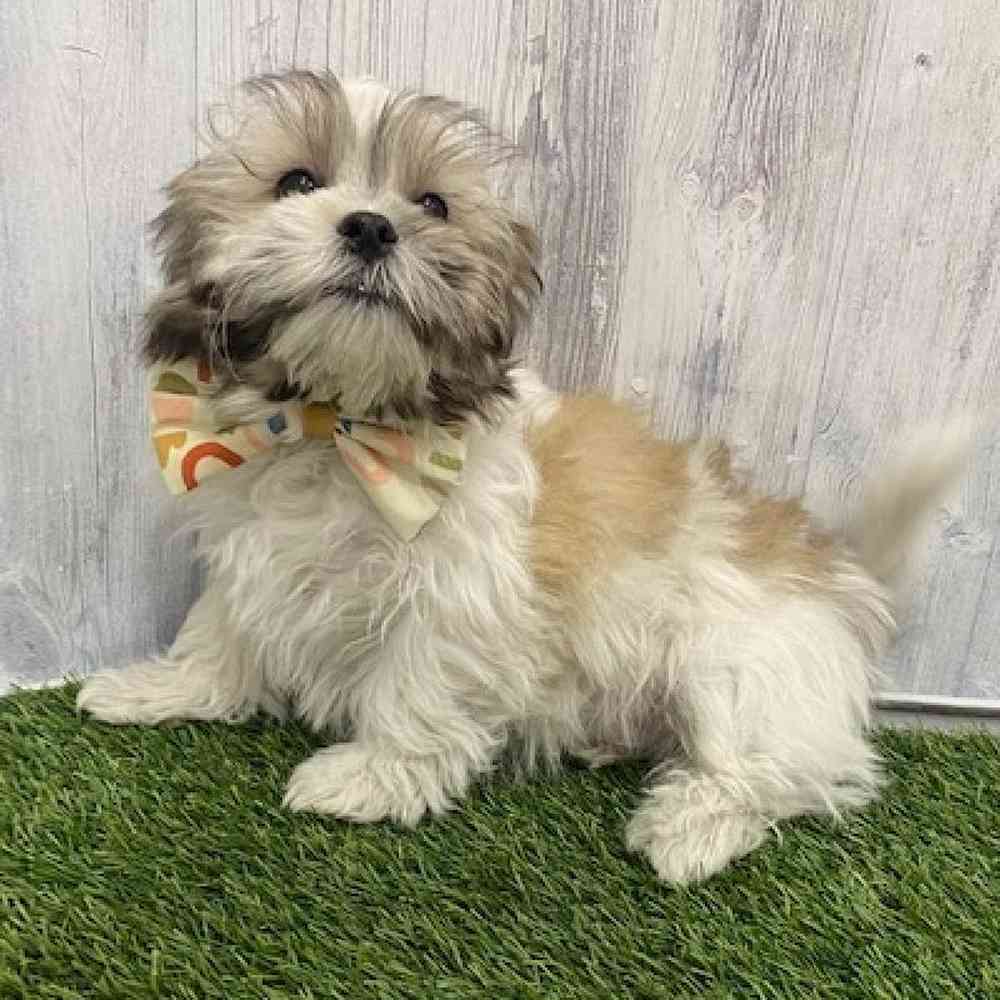 Male Malshi Puppy for Sale in Braintree, MA
