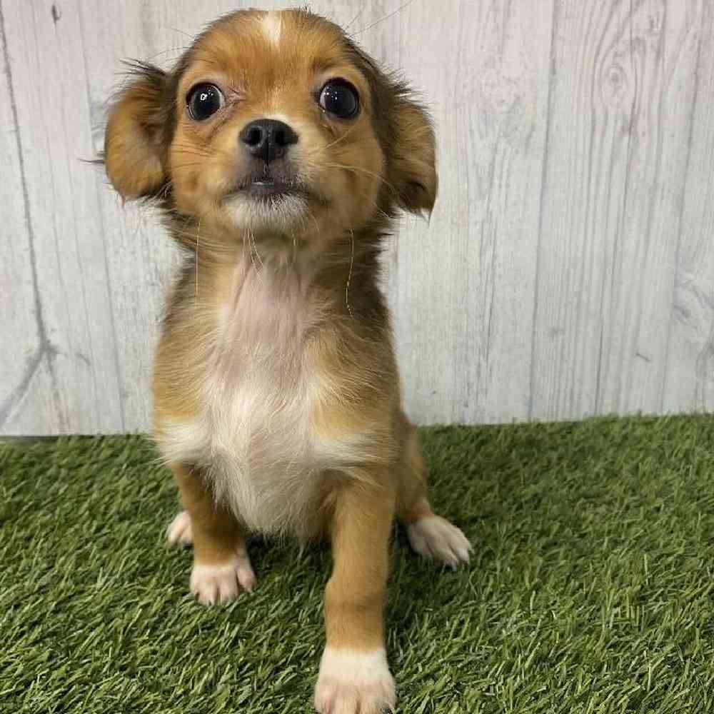 Male Chihuahua Puppy for sale