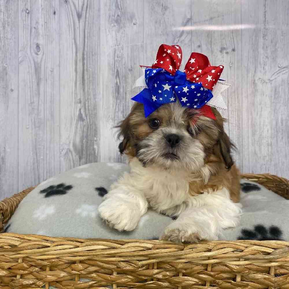 Female Shih Tzu Puppy for Sale in Saugus, MA