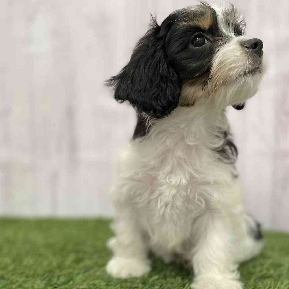 Female Cavachon Puppy for Sale in Braintree, MA