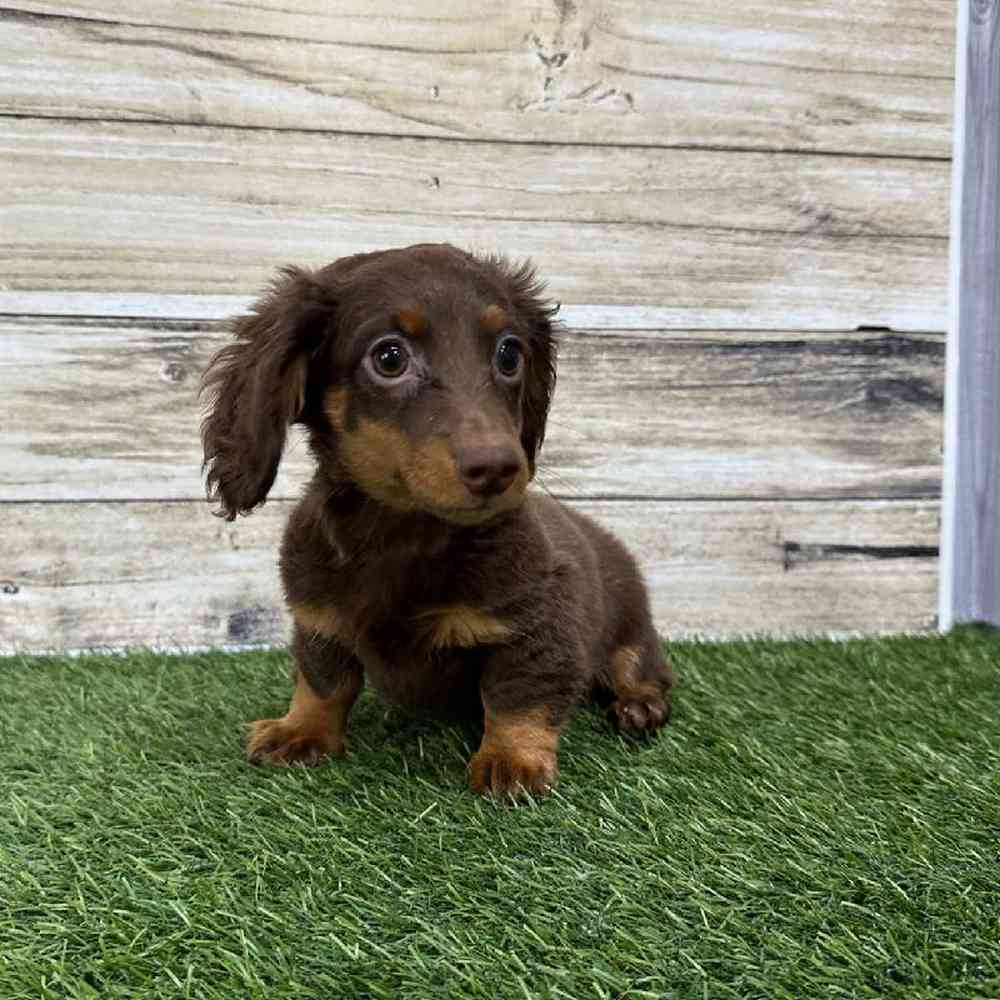 Female Dachshund Puppy for Sale in Saugus, MA