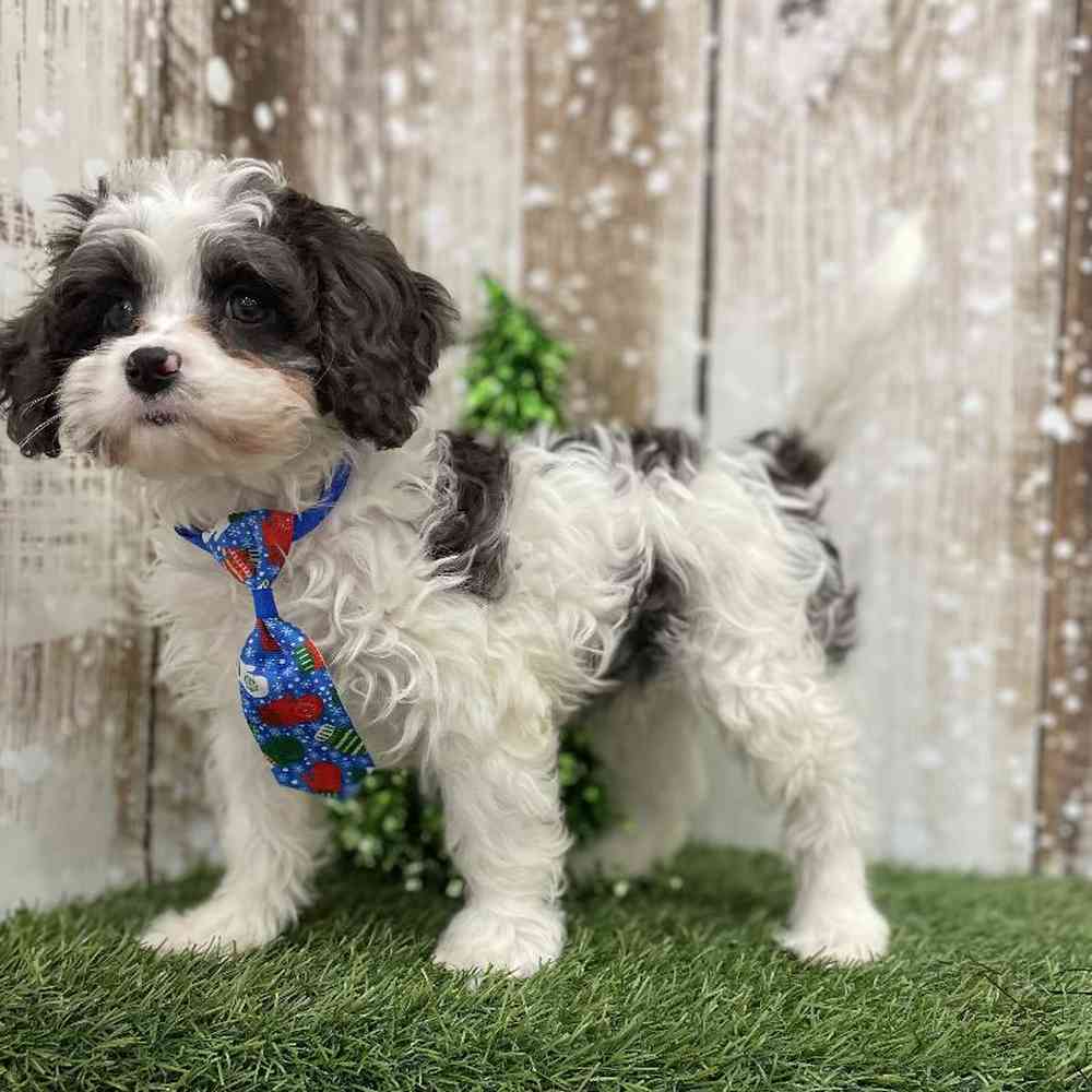 Male Cavapoo Puppy for Sale in Braintree, MA