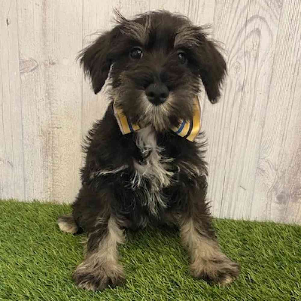 Male Miniature Schnauzer Puppy for sale