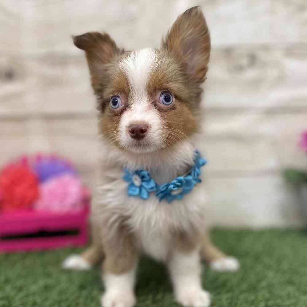 Female Toy Australian Shepherd Puppy for Sale in Braintree, MA