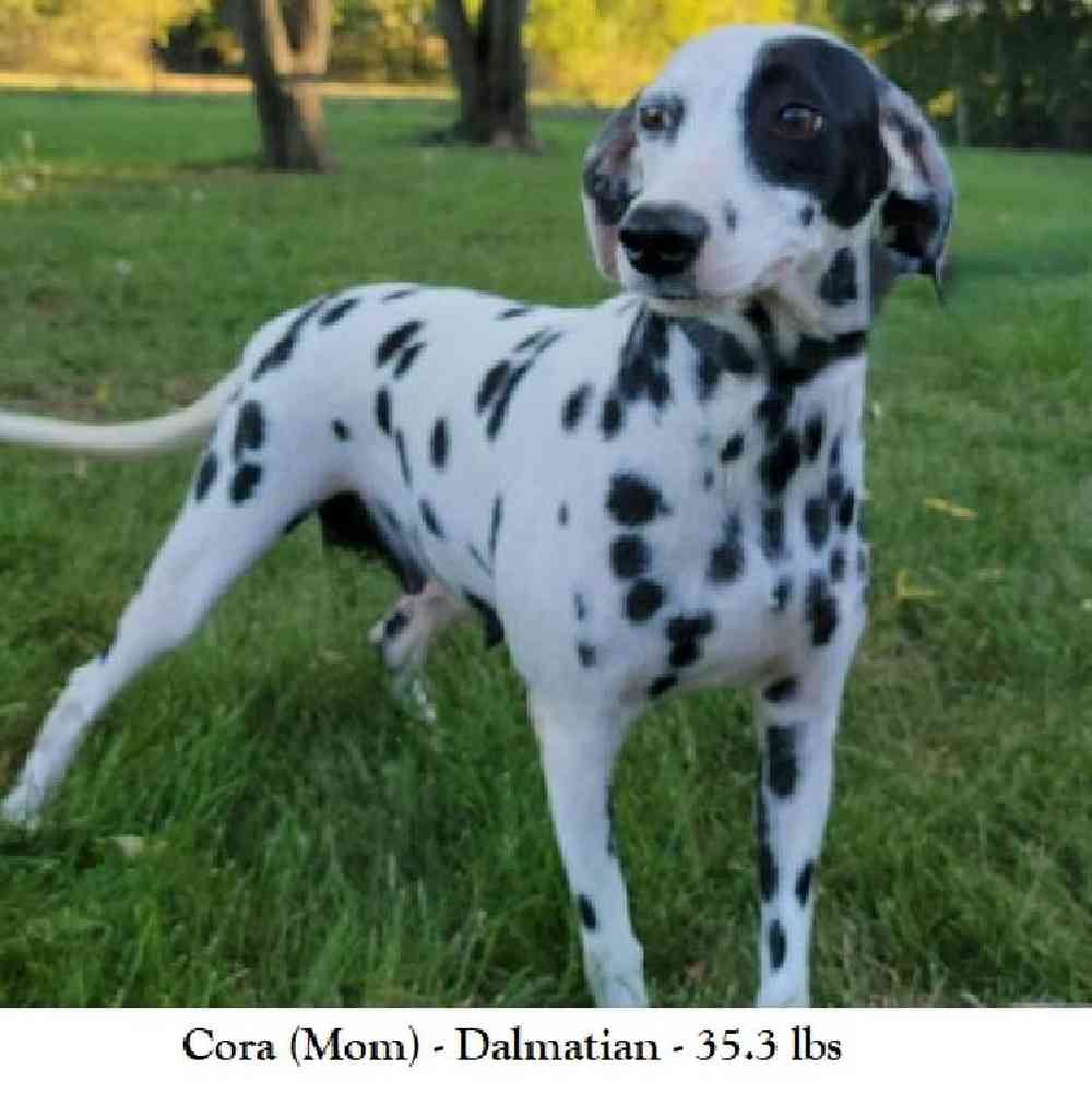 Female Dalmatian Puppy for Sale in Saugus, MA