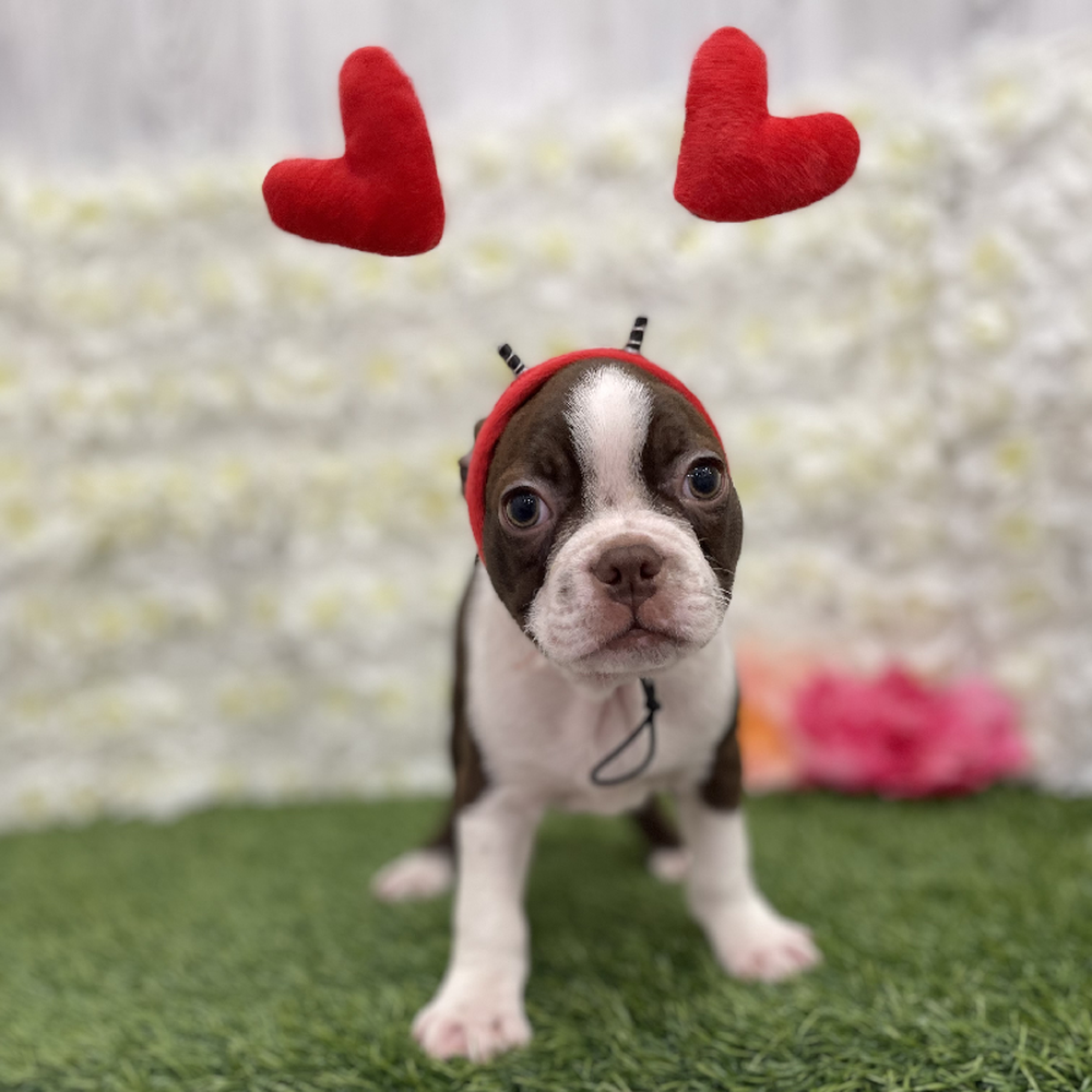 Boston Terrier For Sale Pet Express Braintree