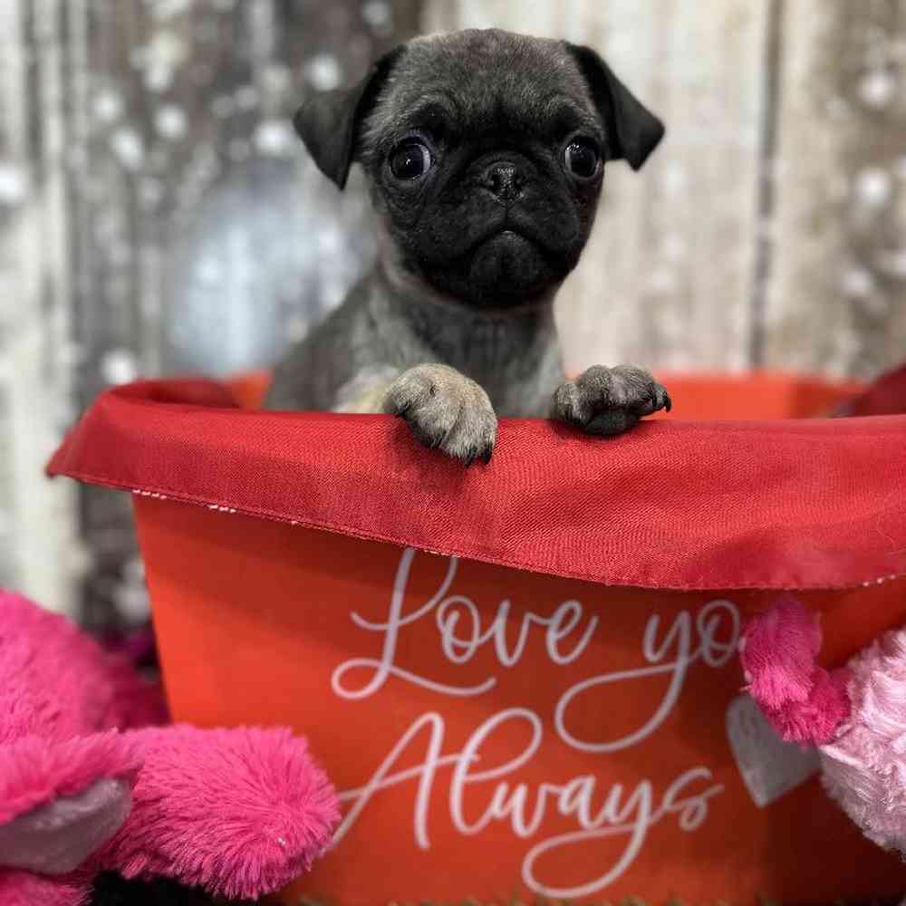 Female Pug Puppy for Sale in Saugus, MA