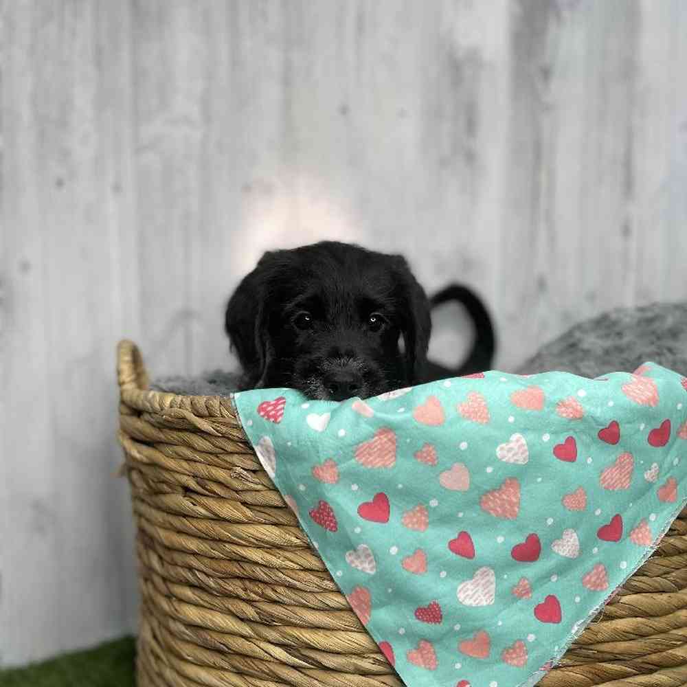 Male Mini Labradoodle Puppy for sale
