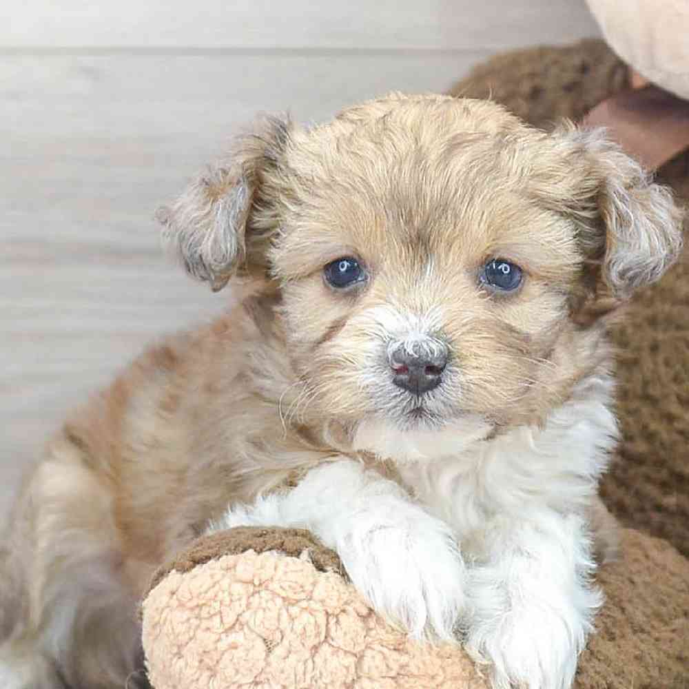 mini-aussiedoodle-cuddles-3385219170535041.jpg