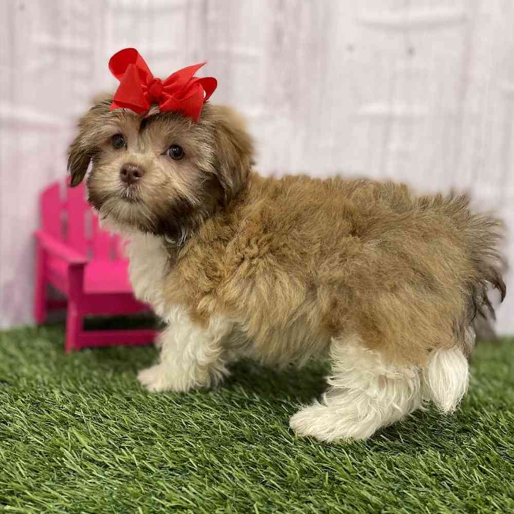 Female Havanese Puppy for Sale in Braintree, MA