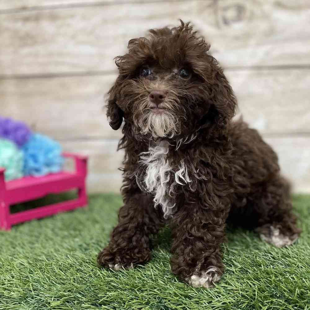 Male Cockapoo 2nd Gen Puppy for Sale in Braintree, MA