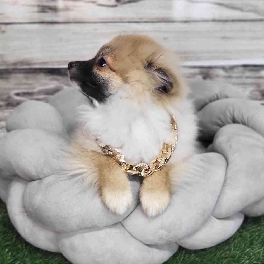 Male Pomeranian Puppy for Sale in Saugus, MA