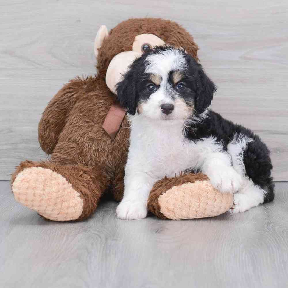 mini-aussiedoodle-aladdin-5433272834161840.jpg