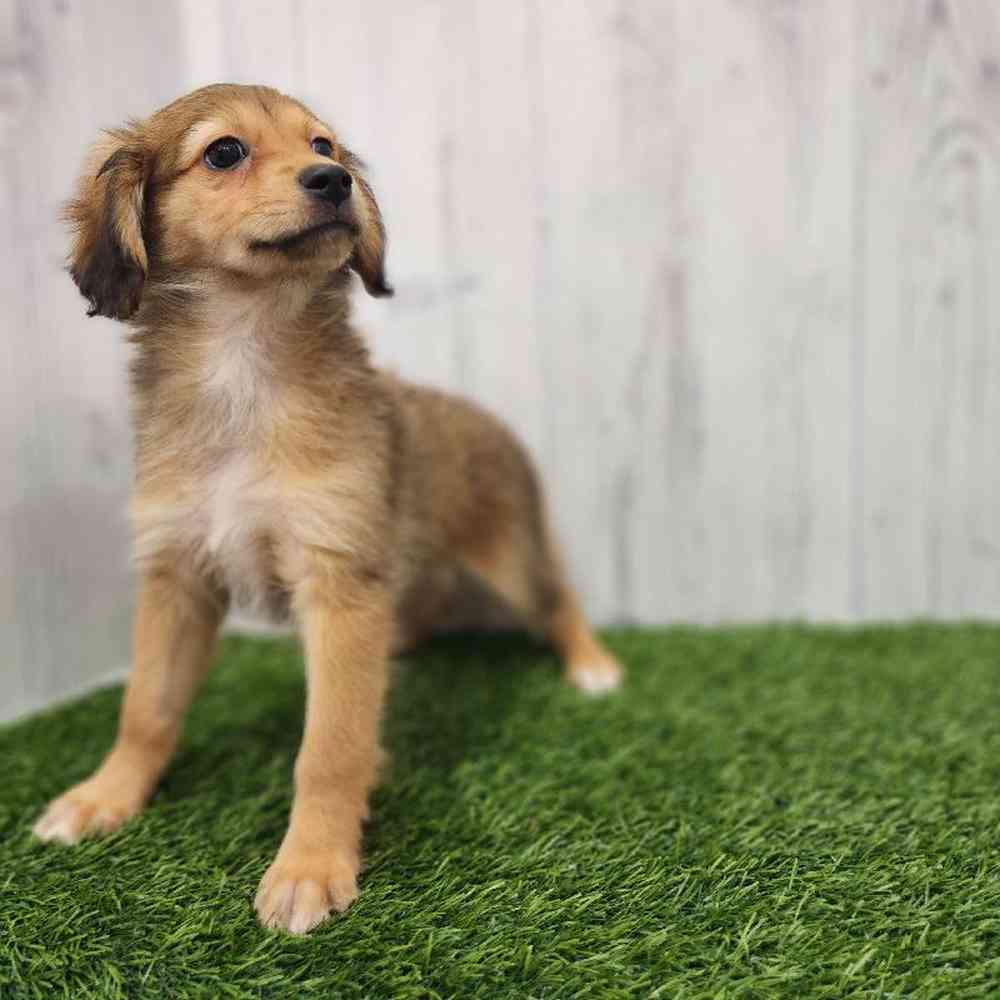 Female Mini Aussiedoodle Puppy for Sale in Braintree, MA