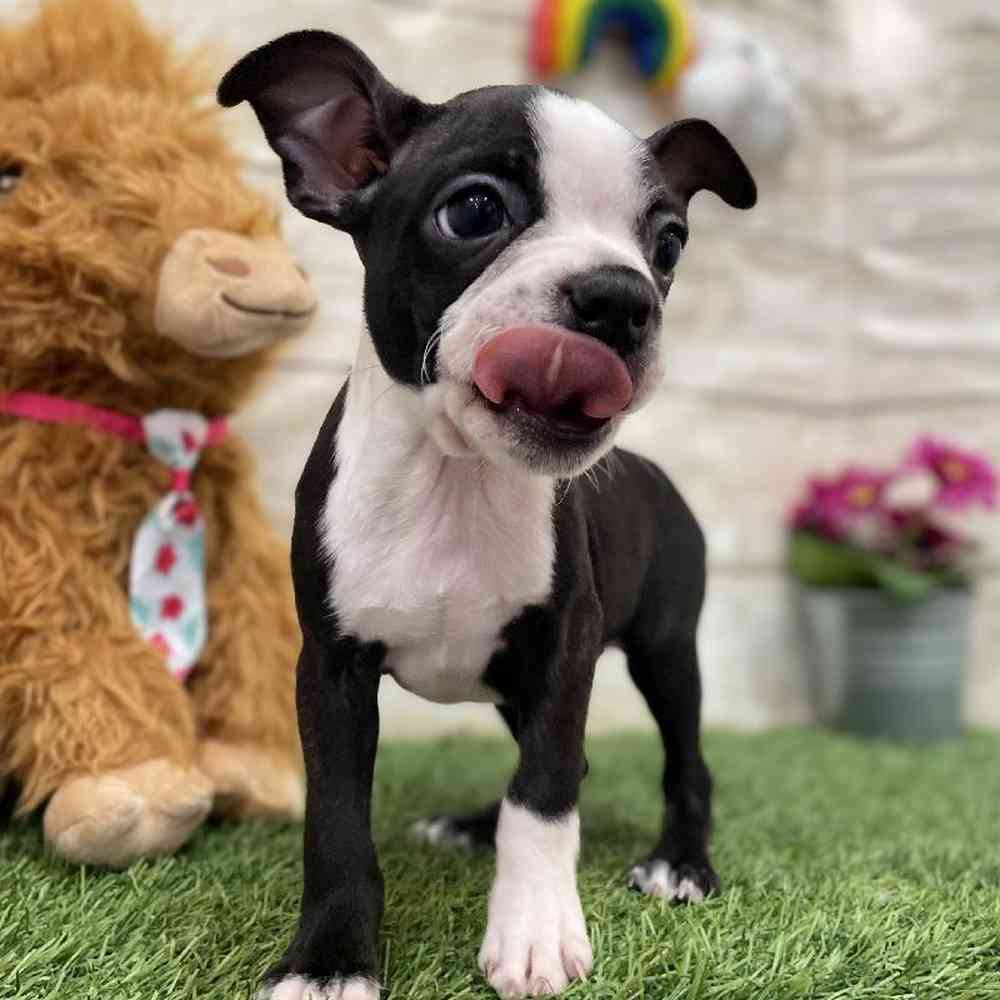 Male Boston Terrier Puppy for Sale in Braintree, MA