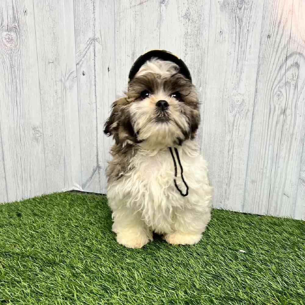 Male Malshi Puppy for sale