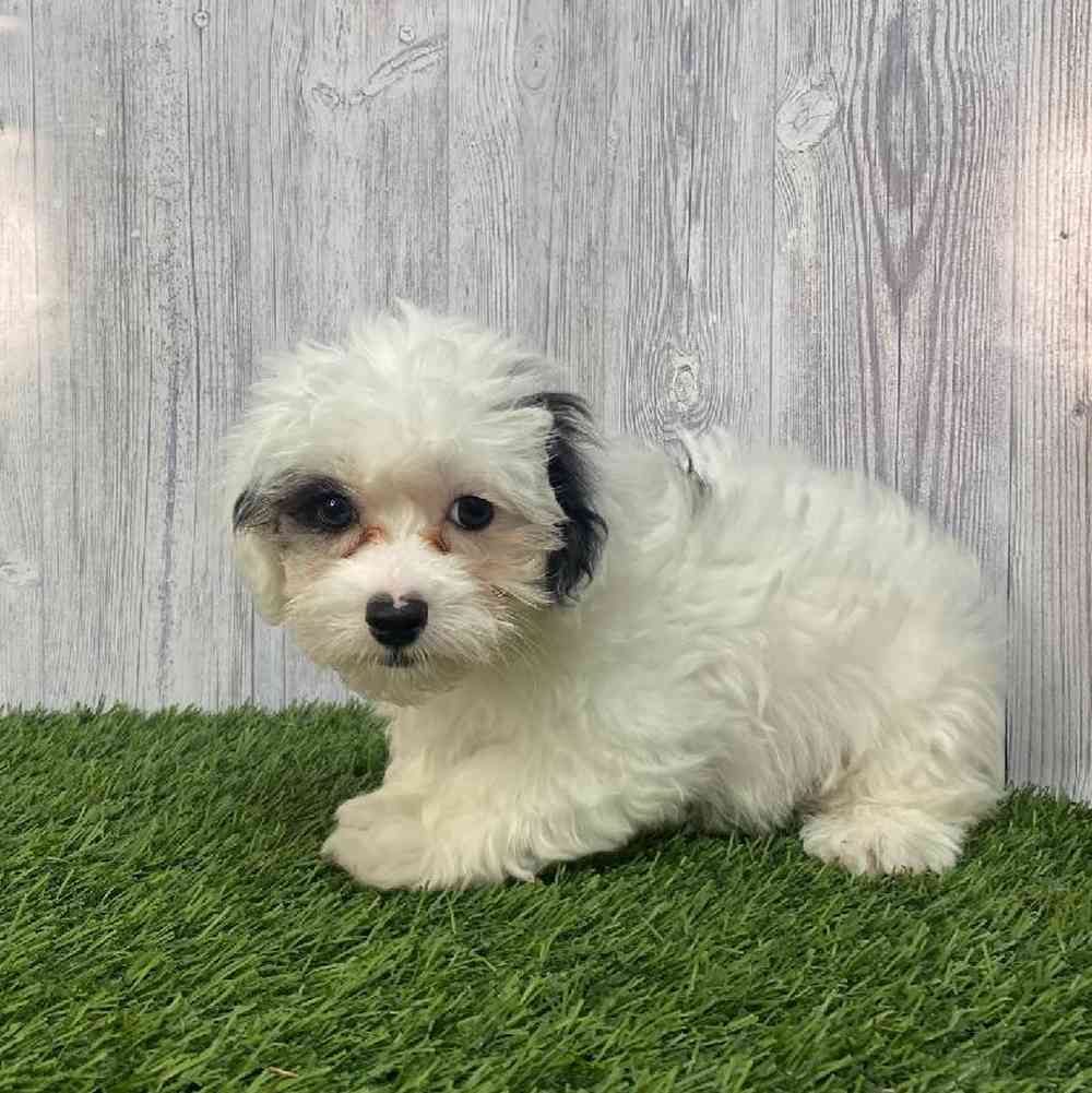 Male Lhasa-Poo Puppy for Sale in Saugus, MA