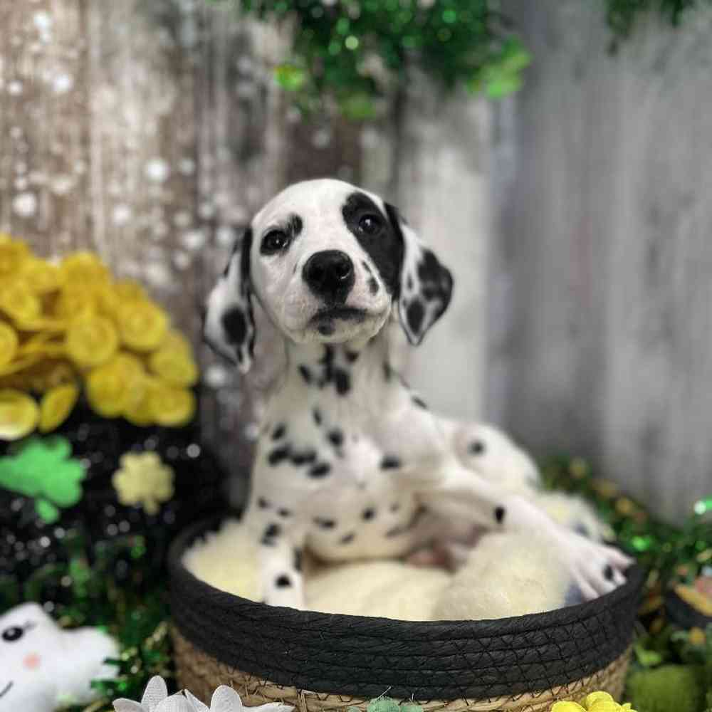 Female Dalmatian Puppy for Sale in Saugus, MA