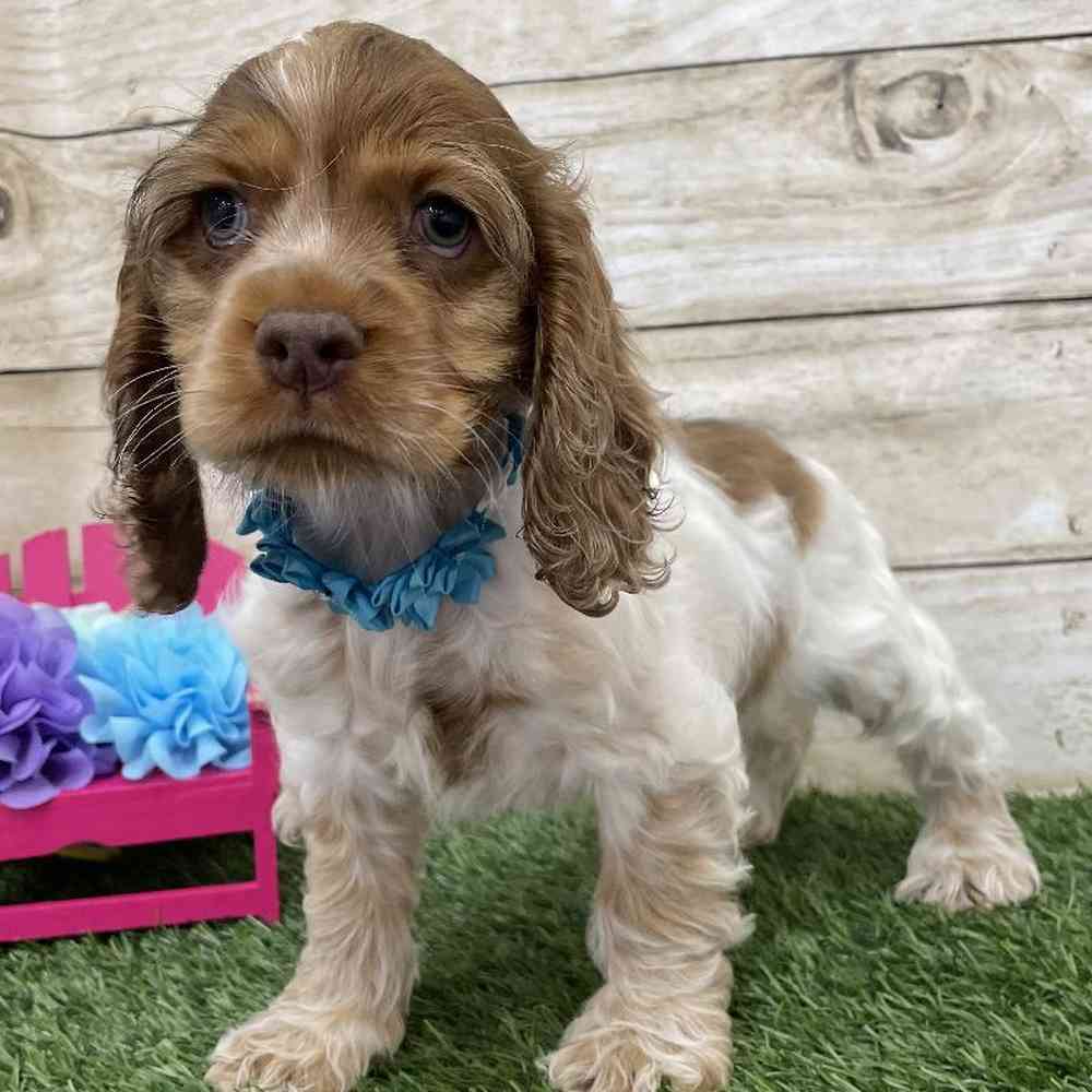 Female Cocker Spaniel Puppy for Sale in Braintree, MA