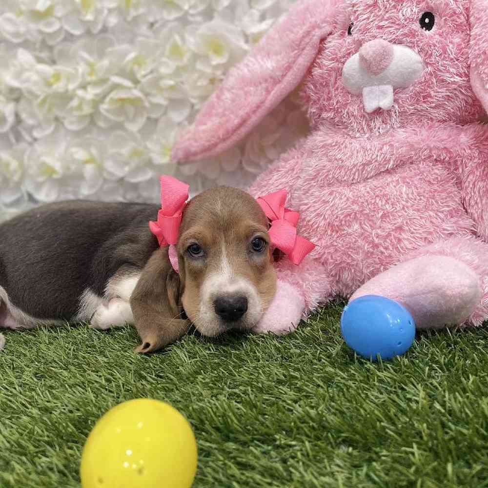 Female Basset Hound Puppy for Sale in Braintree, MA