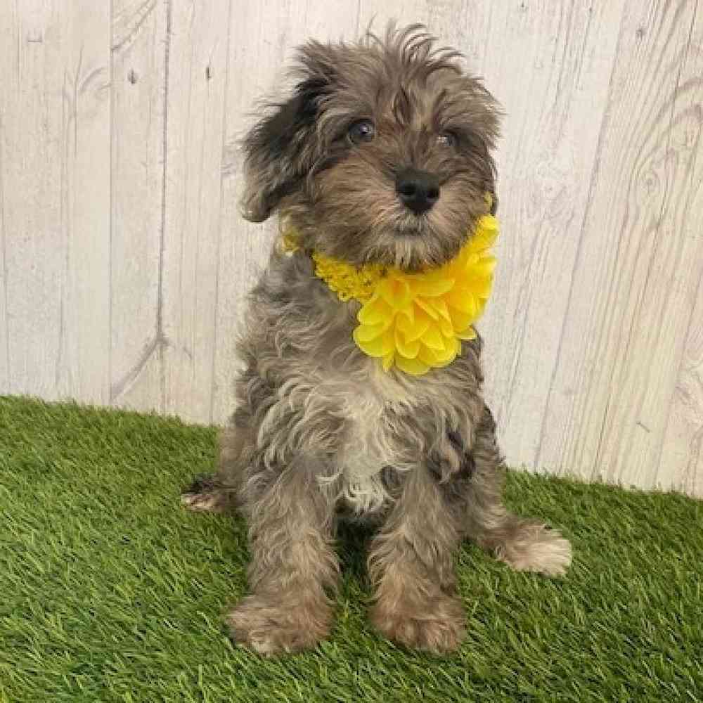 Female Schnoodle Puppy for sale