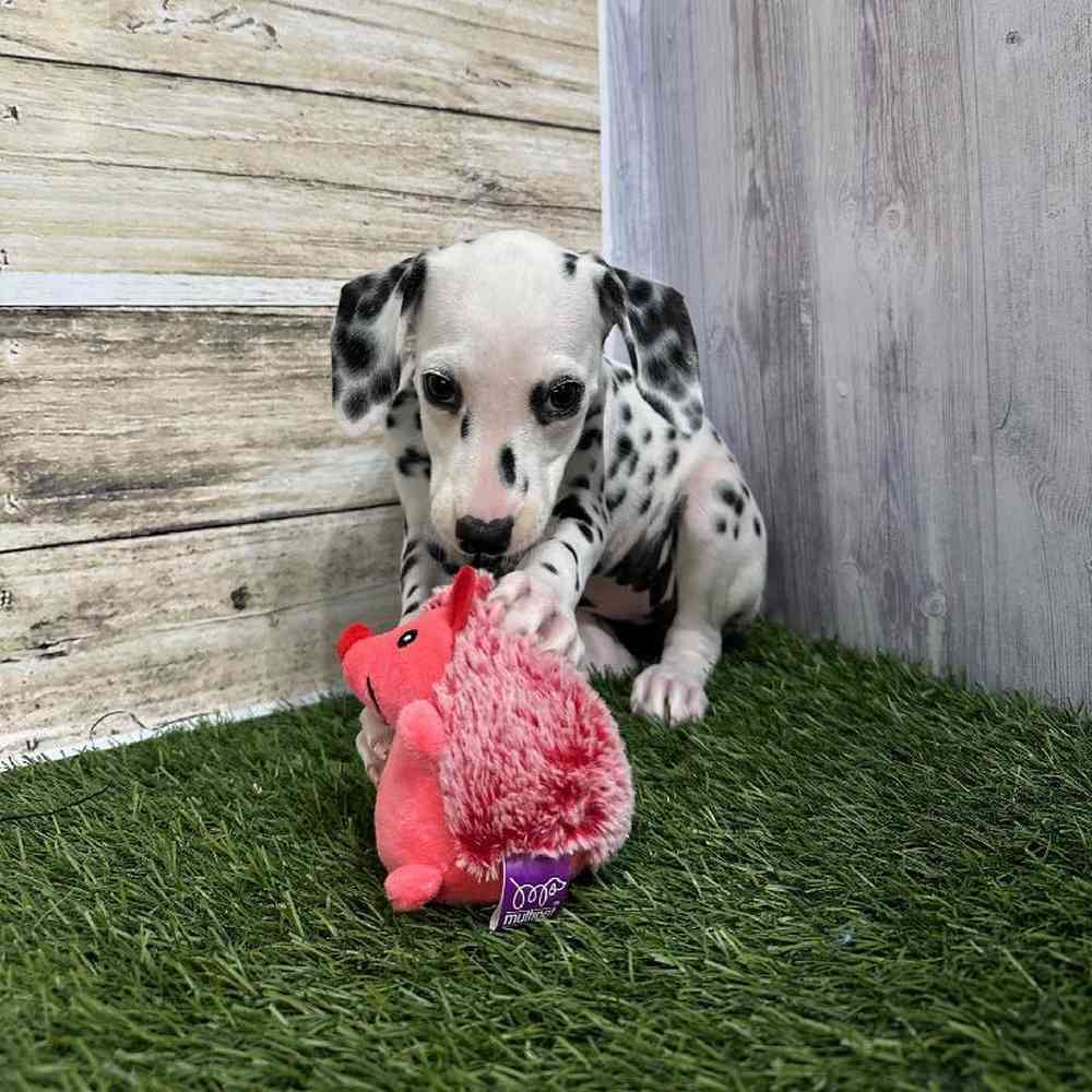Female Dalmatian Puppy for Sale in Saugus, MA