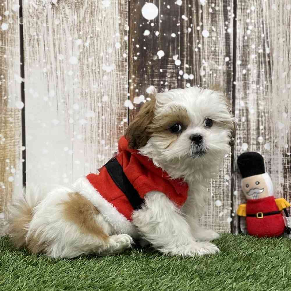 Male Shih Tzu Puppy for Sale in Braintree, MA