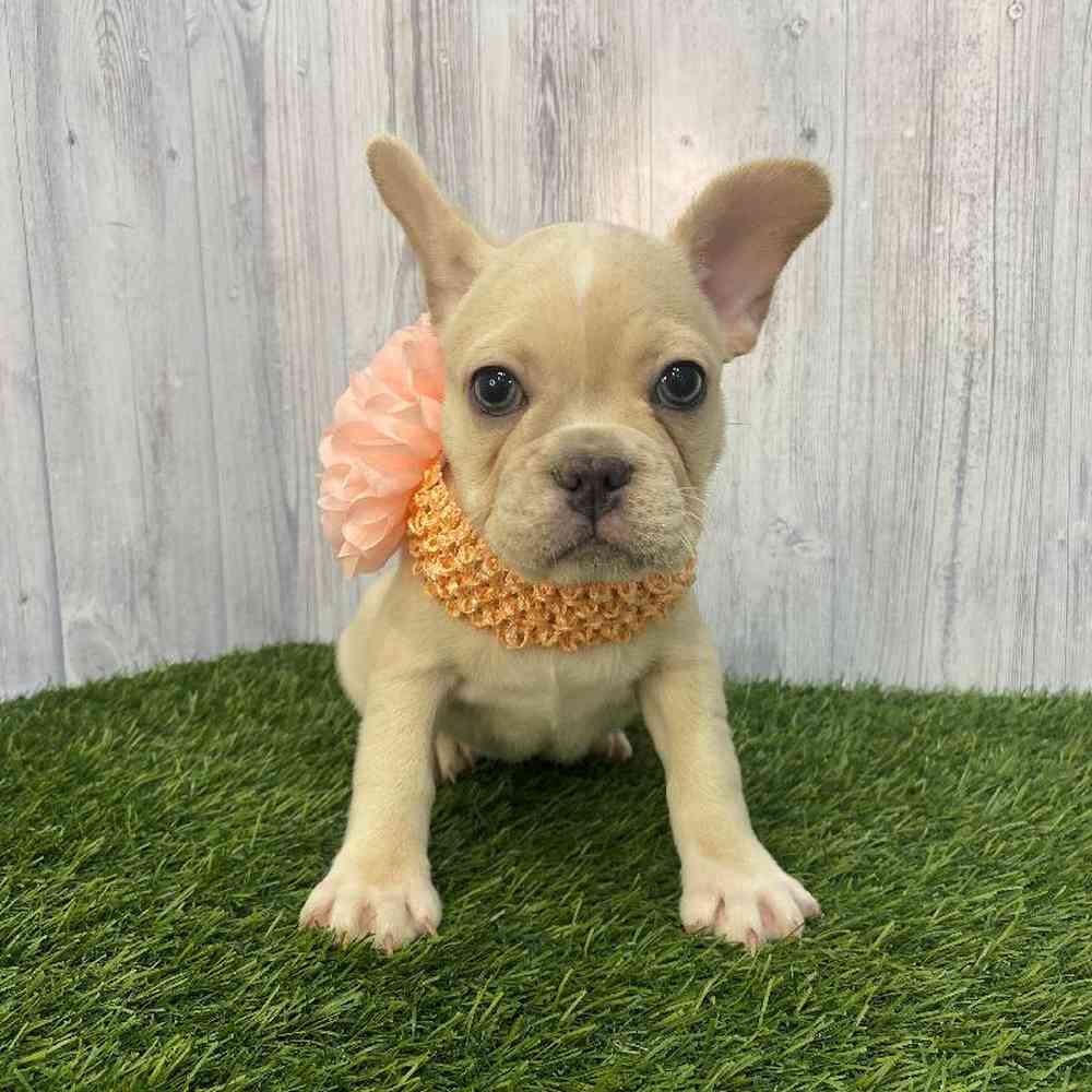 Female French Bulldog Puppy for Sale in Saugus, MA