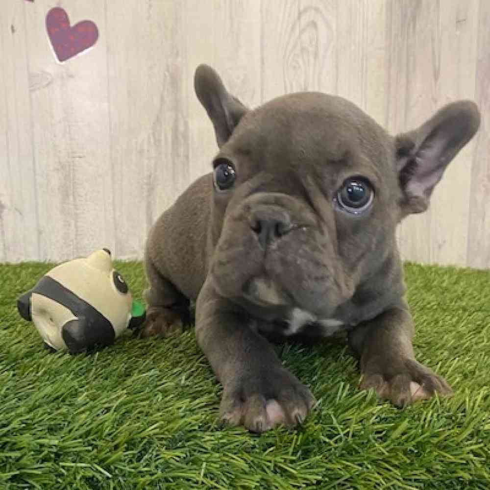Male French Bulldog Puppy for sale