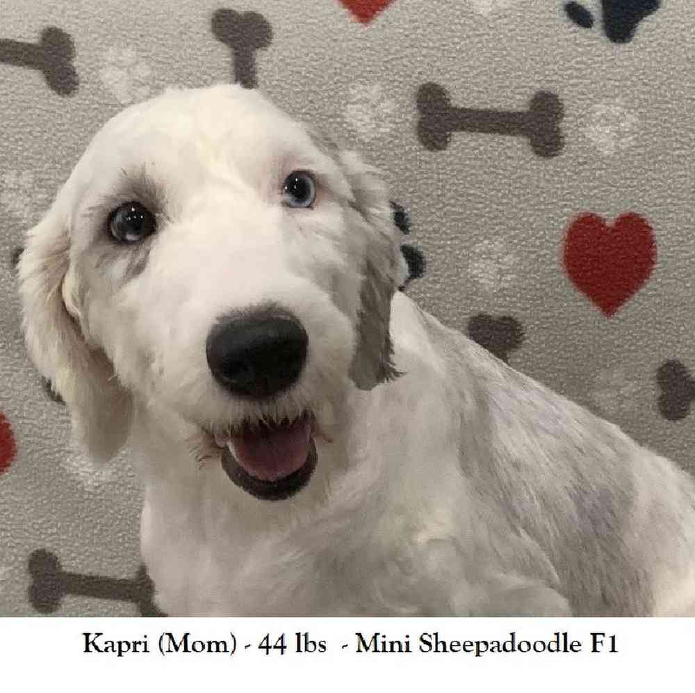 Female Mini Sheepadoodle 2nd Gen Puppy for Sale in Saugus, MA