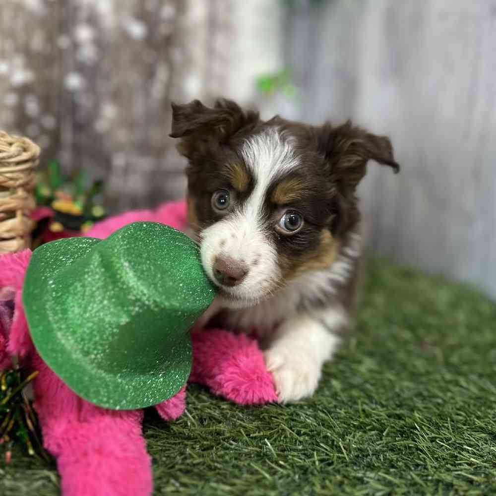Toy Australian Shepherd image