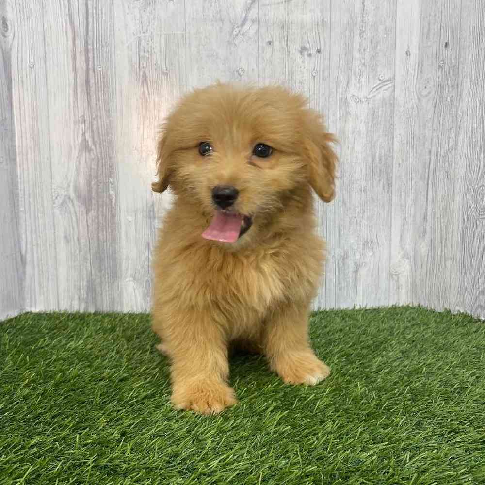 Female Mini Goldendoodle Puppy for Sale in Saugus, MA