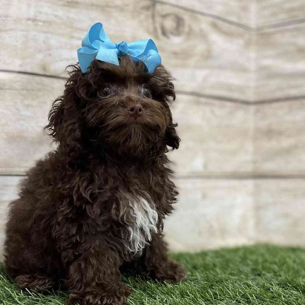 Female Cockapoo 2nd Gen Puppy for Sale in Braintree, MA