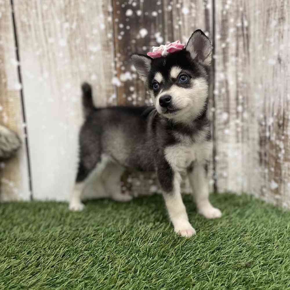 Female Alaskan Klee Kai Puppy for Sale in Braintree, MA
