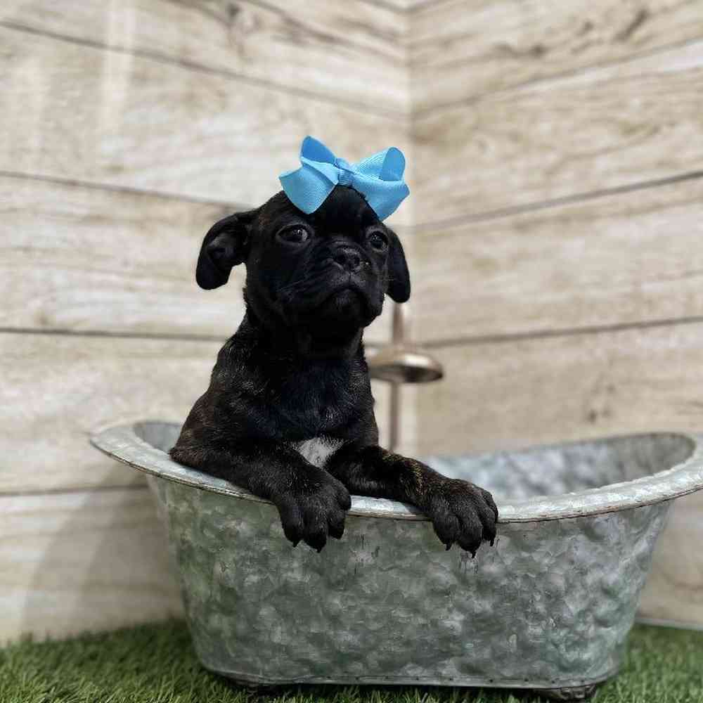 Female Bugg Puppy for Sale in Braintree, MA